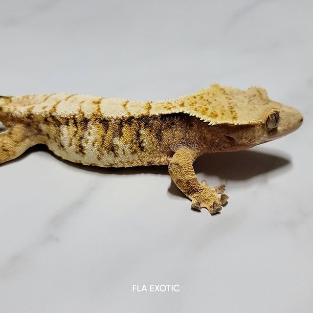 트라이