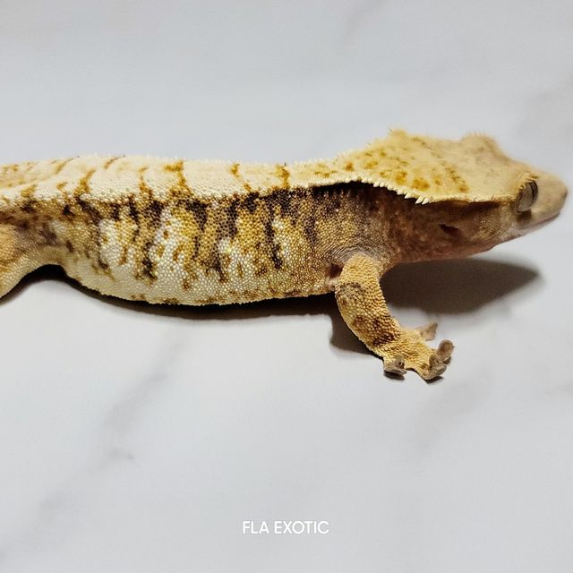 트라이