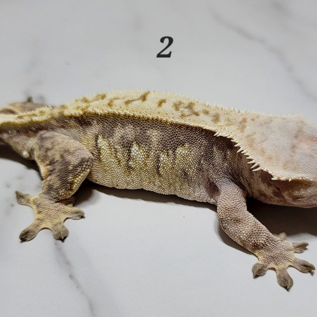 트라이