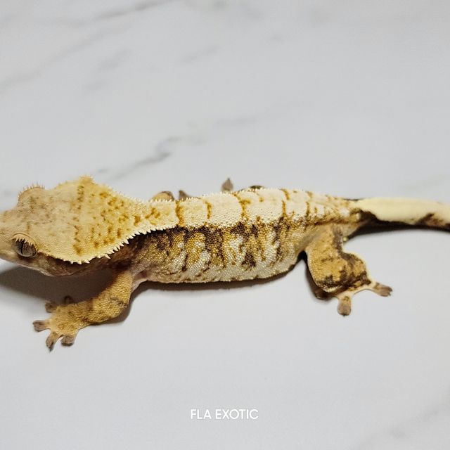 트라이