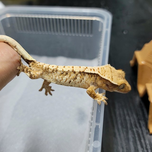 노멀 트라이 드리피