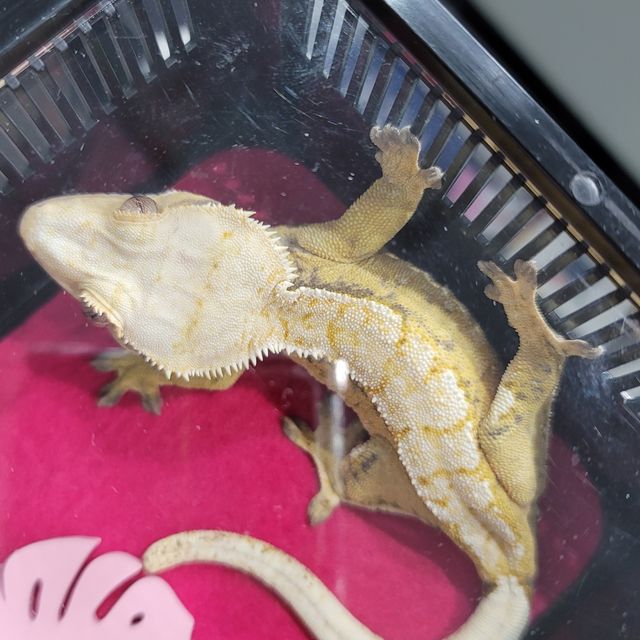 트라이