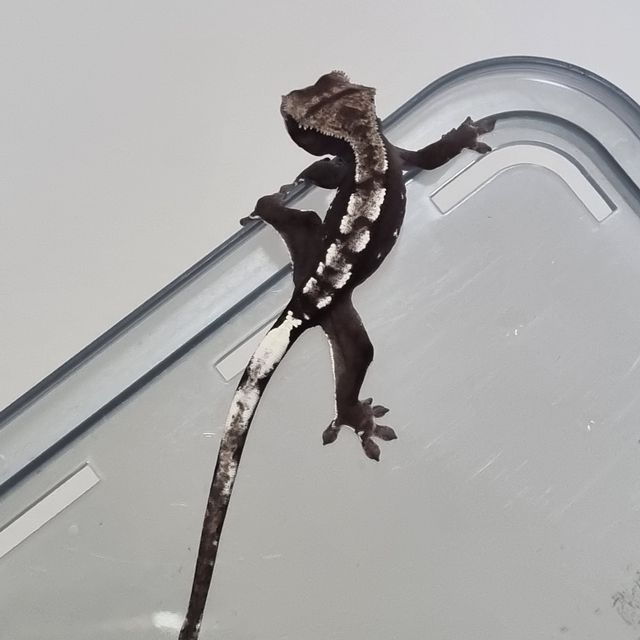 아잔틱