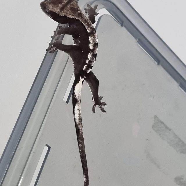 아잔틱