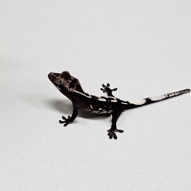 아잔틱