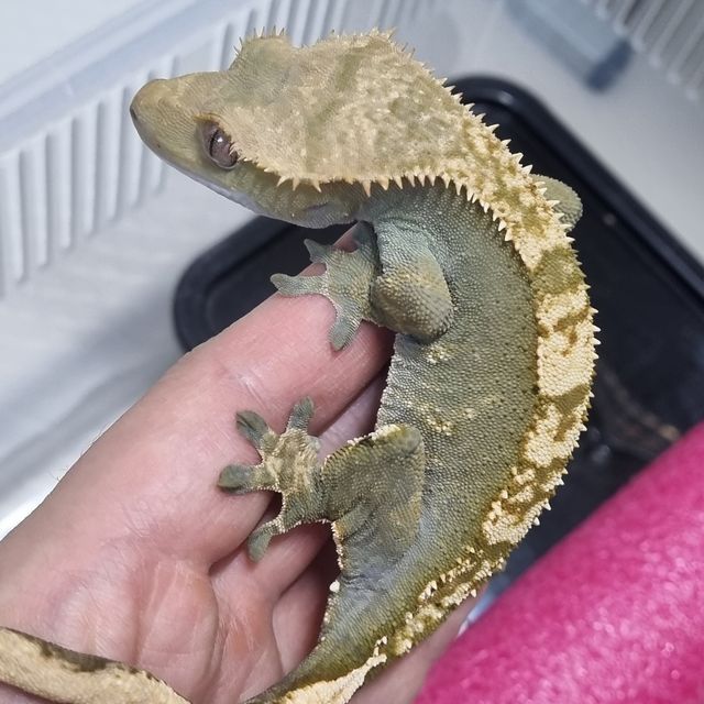 100%헷아잔틱