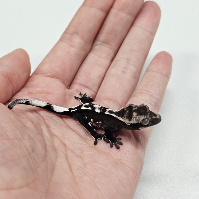 아잔틱