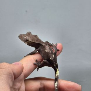 아잔틱