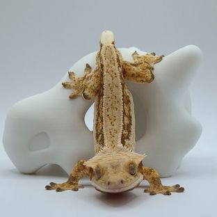 꾸엥이