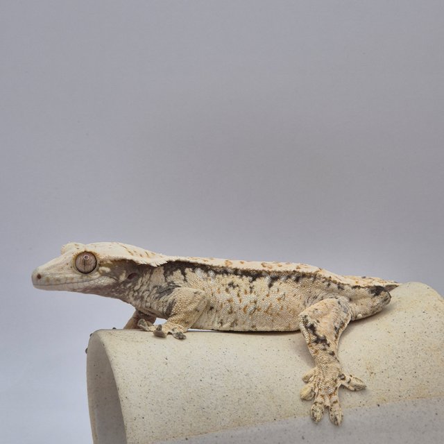 노멀 트라이 드리피