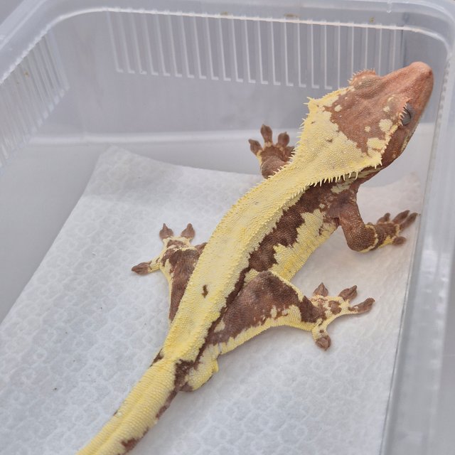 프라푸치노 레드