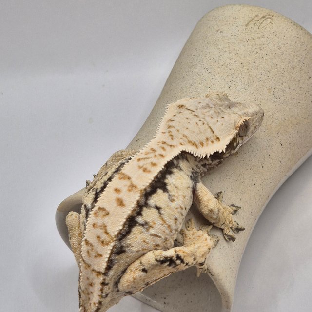 노멀 트라이 드리피