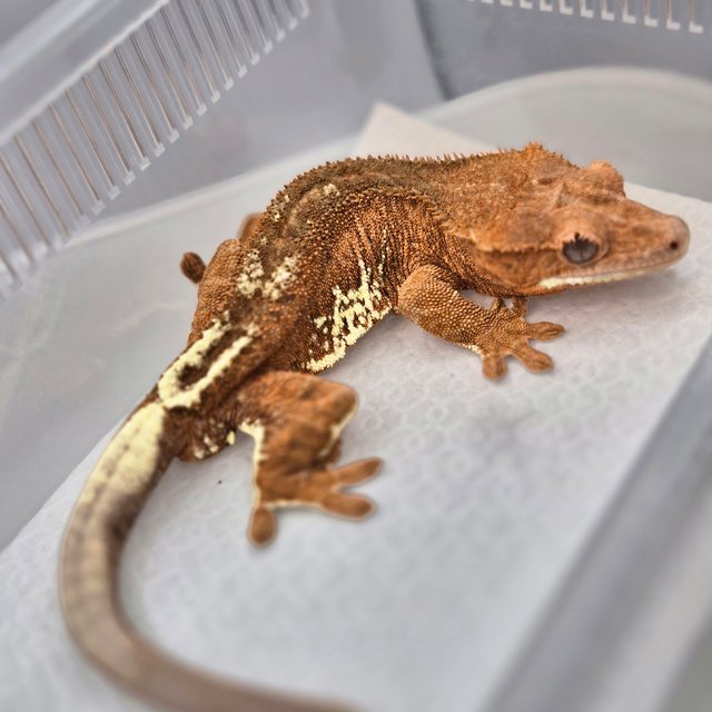 팬텀 프라푸치노 레드