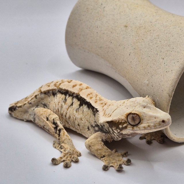 노멀 트라이 드리피