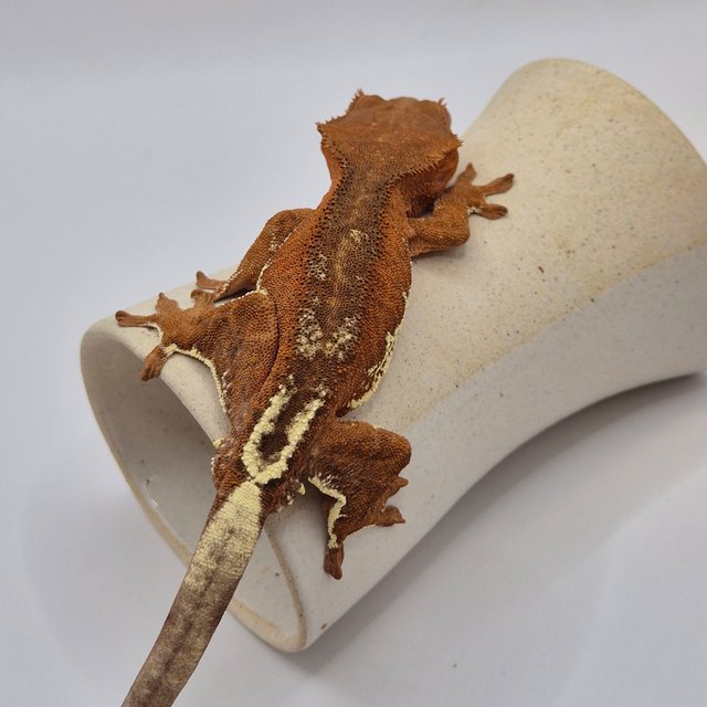 팬텀 프라푸치노 레드