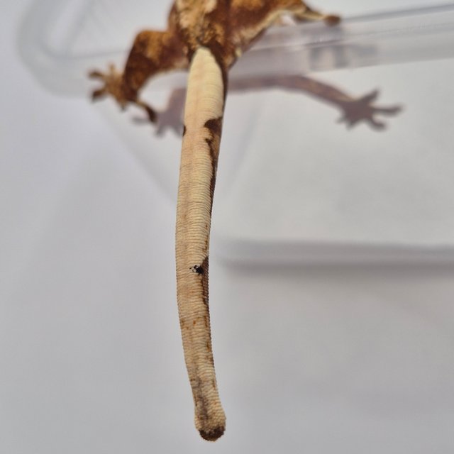 트라이 레드 익스트림할리퀸