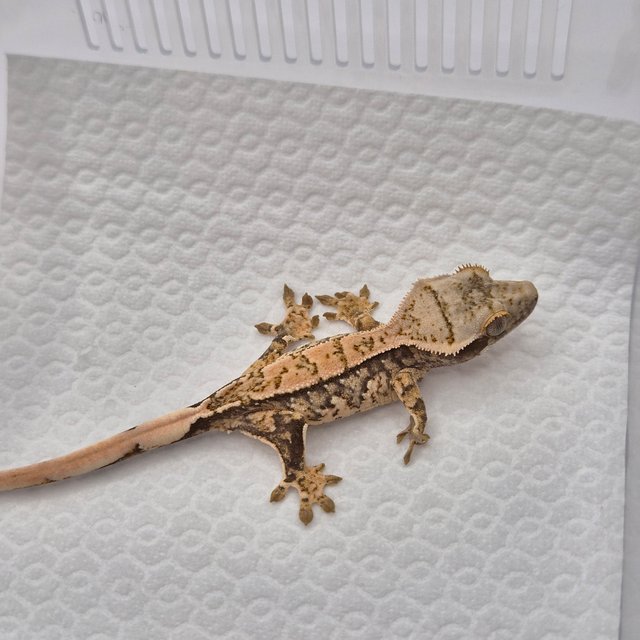 노멀 트라이 드리피