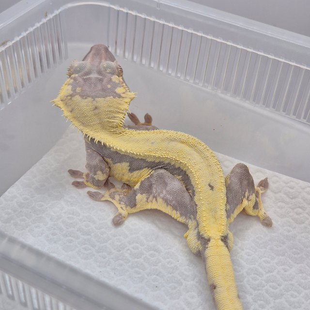 프라푸치노 레드