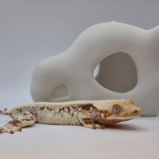 릴리화이트 레드