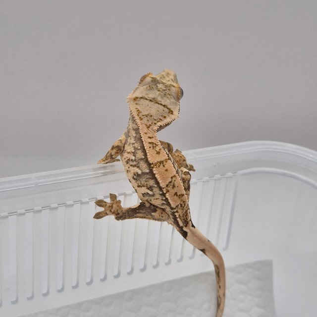 노멀 트라이 드리피