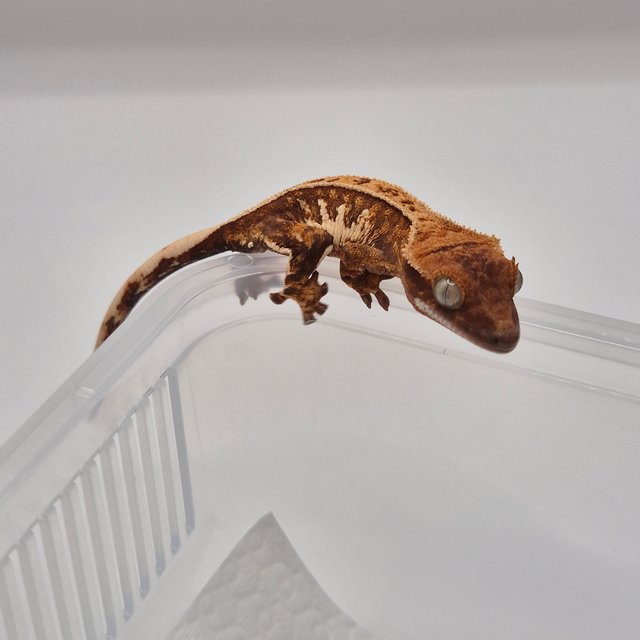 트라이 익스트림할리퀸 레드