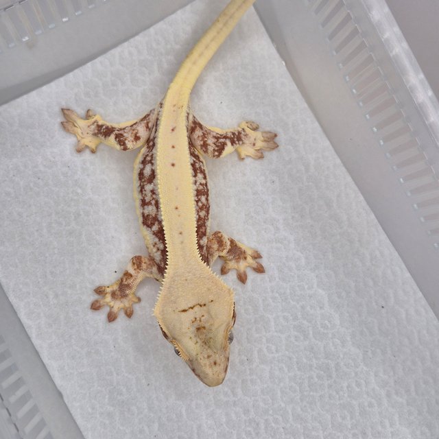 릴리화이트 레드