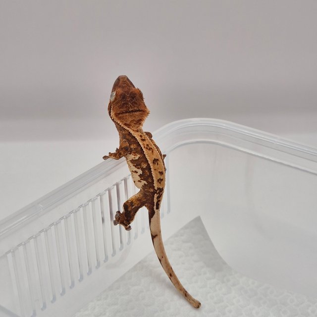 트라이 익스트림할리퀸 레드