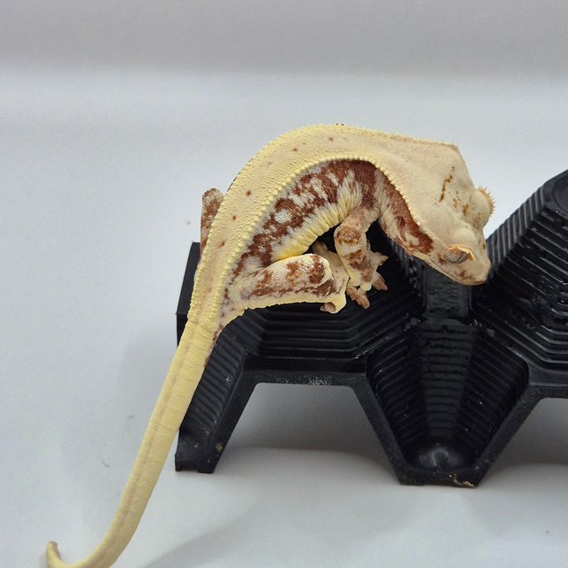 릴리화이트 레드