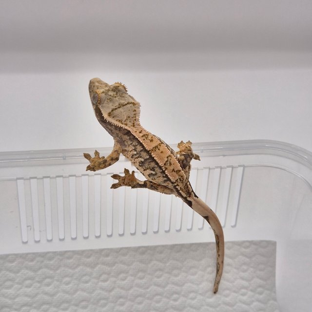 노멀 트라이 드리피