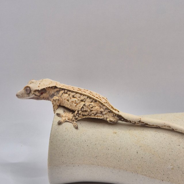 노멀 트라이 쿼드 핀스트라이프