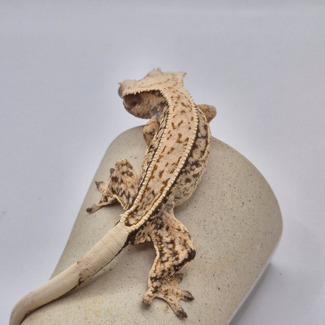 노멀 트라이 쿼드 핀스트라이프