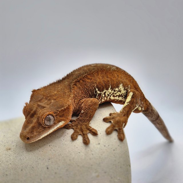 팬텀 프라푸치노 레드