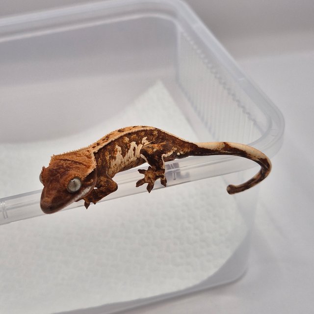 트라이 익스트림할리퀸 레드