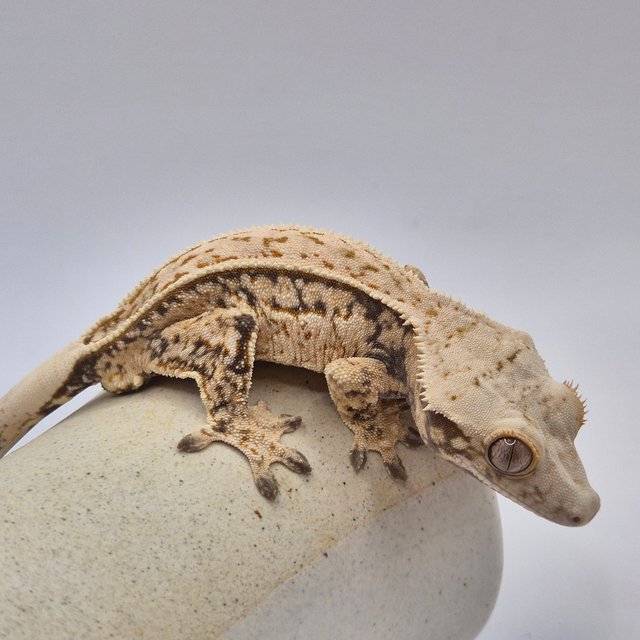 노멀 트라이 쿼드 핀스트라이프