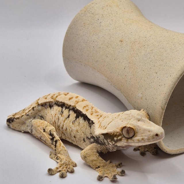 노멀 트라이 드리피