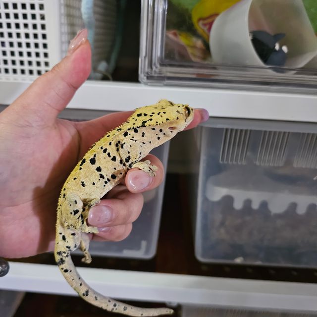 슈퍼달마시안 달마시안