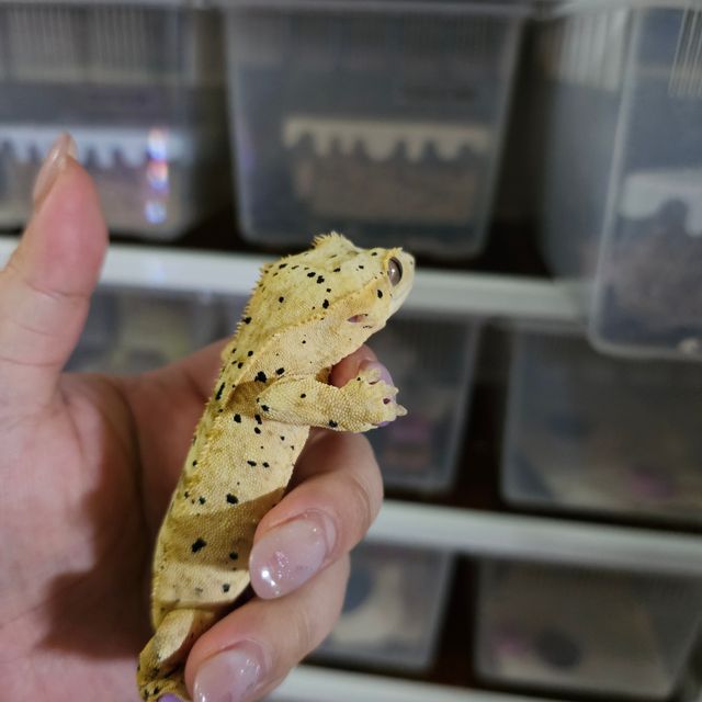 달마시안 슈퍼달마시안