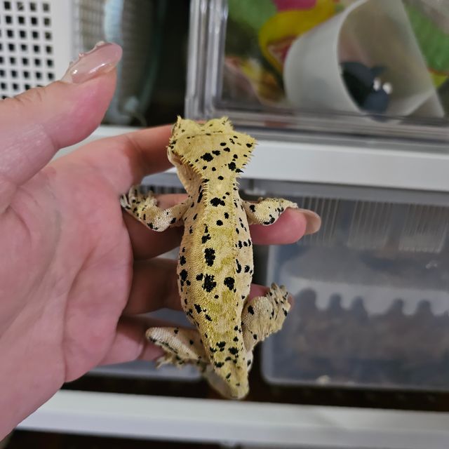 슈퍼달마시안 달마시안