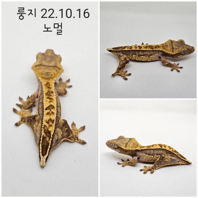 노멀