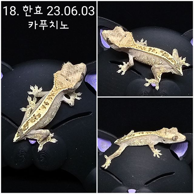 카푸치노