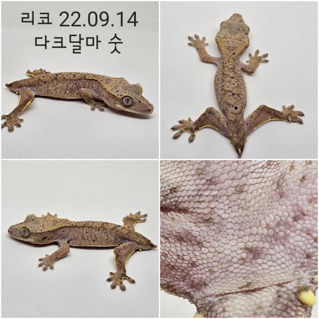 달마시안 다크