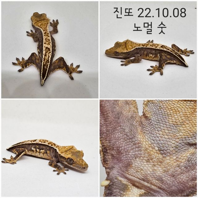 노멀