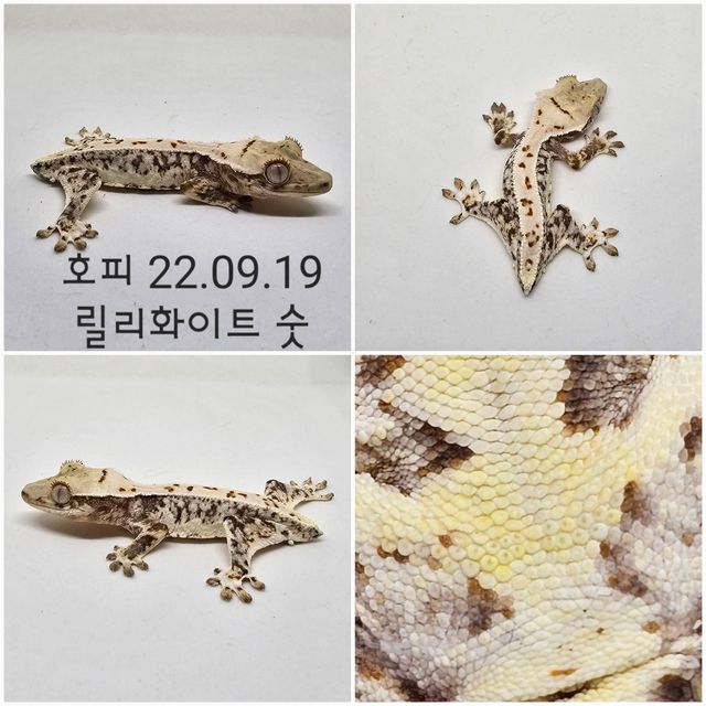 릴리화이트