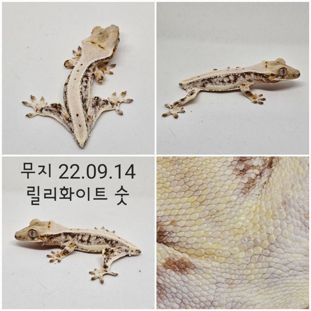 릴리화이트