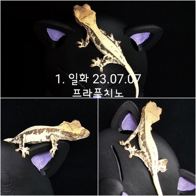 프라푸치노