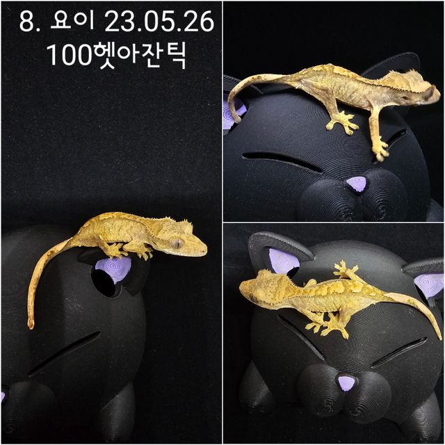 100%헷아잔틱
