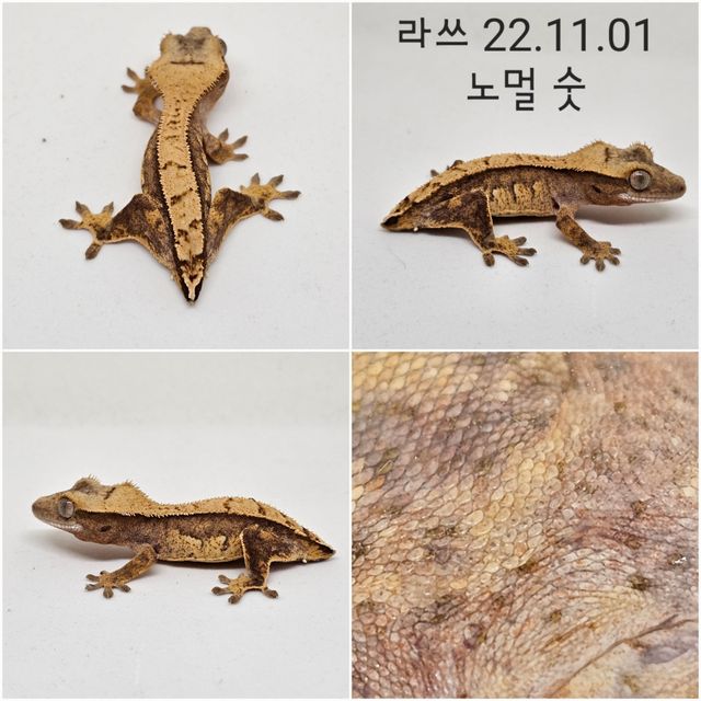 노멀
