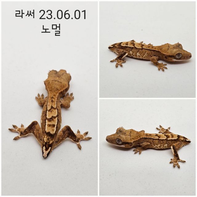 노멀