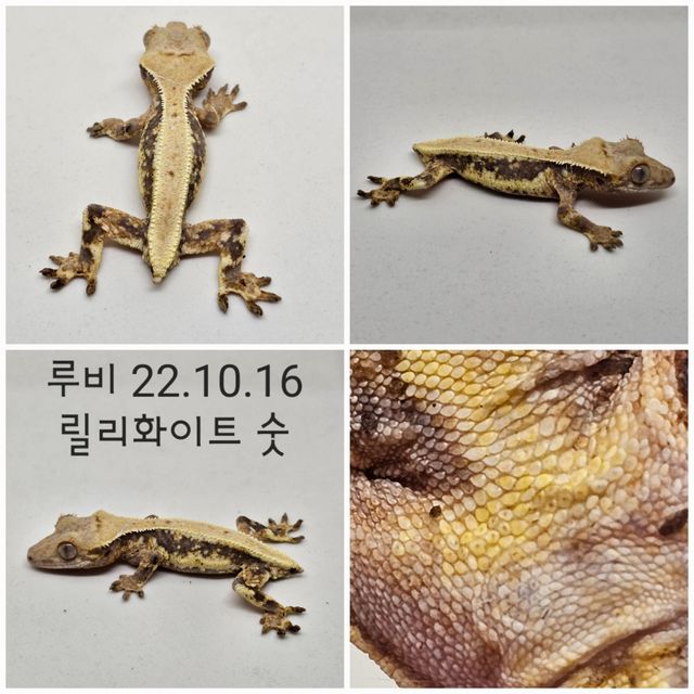 릴리화이트