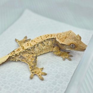 노멀 화이트스팟